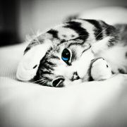 林下的安眠