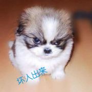 小小蚂蚁jie