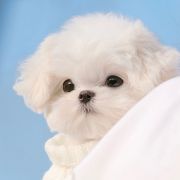 我的黑马甲少年