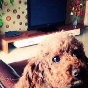 Teddy真的不是熊