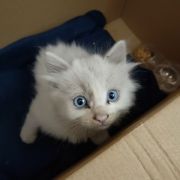 这只猫咪叫桥桥