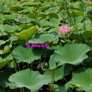 优笑嘚温柔