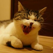 himekeku