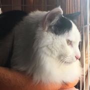猫将军-