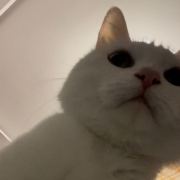 猫和猫和犭