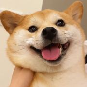 会走猫步的狗儿