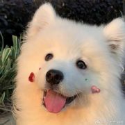糯米糊萝卜