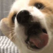 璃月第一深情zz