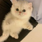 黑鱼梦游