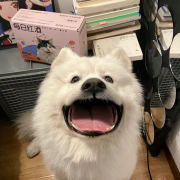 一碗zoo