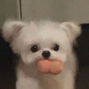 是可爱多多嘛