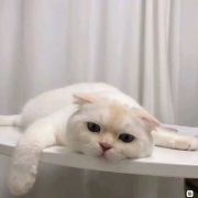 章鱼哥啊喔