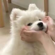 自有沼泽不必拉我