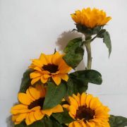 顾頋顧辉輝