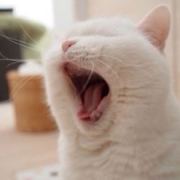 冒泡的草莓猪