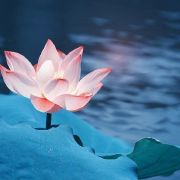 小荷依漪月儿