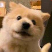 肉中的丝