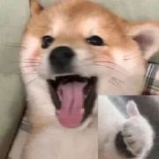 skateccc