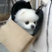 商洛梓