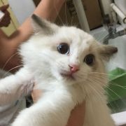 多骨糯米排排