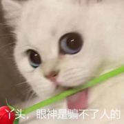 俘虏你的狗