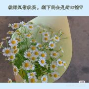 大熊眼神