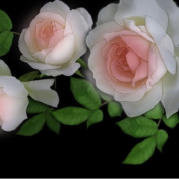花香蔷薇blog