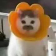 雪莉酒ovo