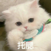 猫猫托腮