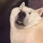活了五天的预言家
