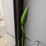 晓得不晓得呀