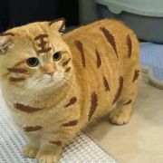 糖醋鱼__鱼