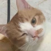 PatrickWong-
