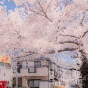恰恰屋bo
