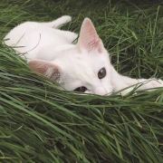 神里的猫