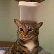 nomi不可以吃炸鸡