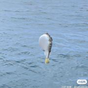 我真的只吃一口koi