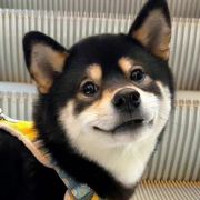 CheeseJun-