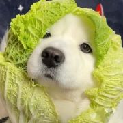 爱吃砂糖橘耶