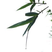 茶素墨淡