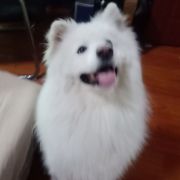 小狗Neo