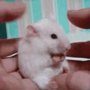 聪C聪