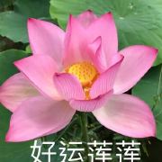 杨明达不熬夜