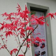 蓝眼睛里面的月光