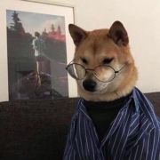 一条蓝猪狗
