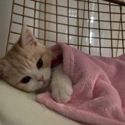 上海男酮李浩宇