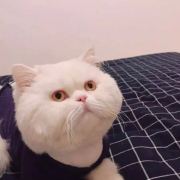 朵拉牙