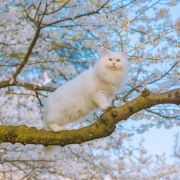 毛团团懒猫喵