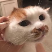 阿鱼今天买鱼了么