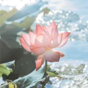 幸运的小林lucky